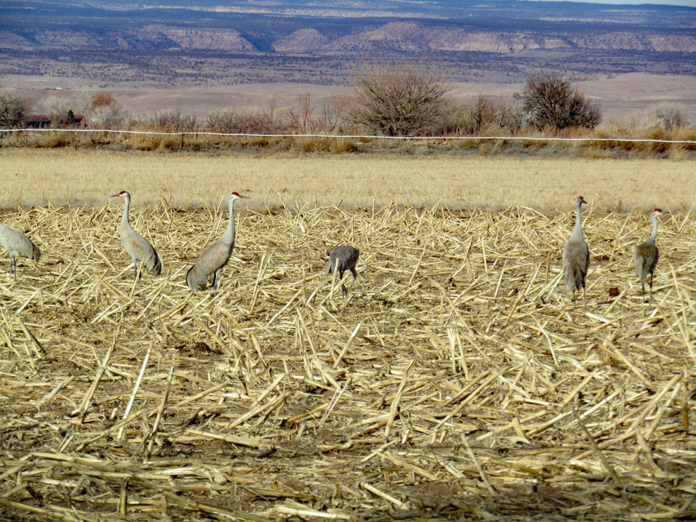 Life on a Colorado Farm