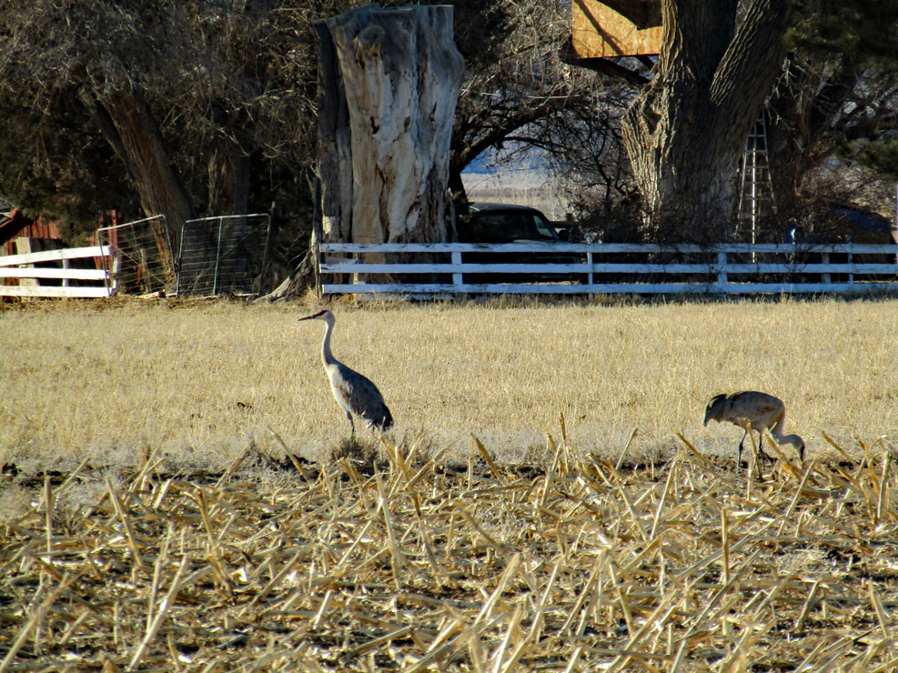 Life on a Colorado Farm