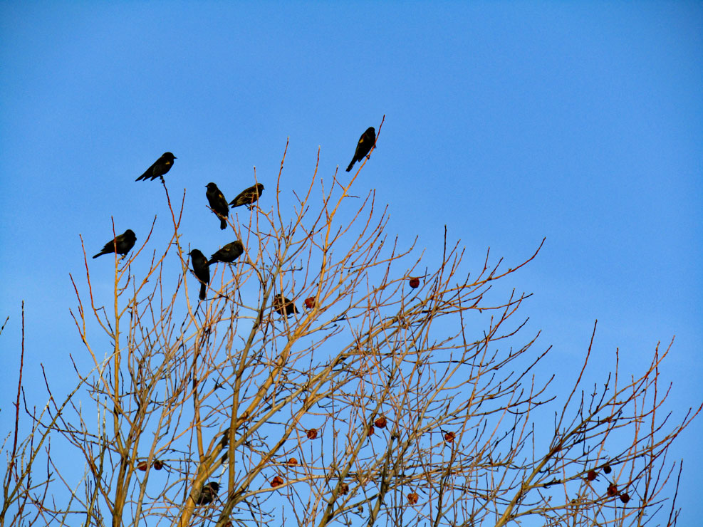 Life on a Colorado Farm