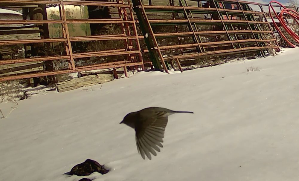 Life on a Colorado Farm