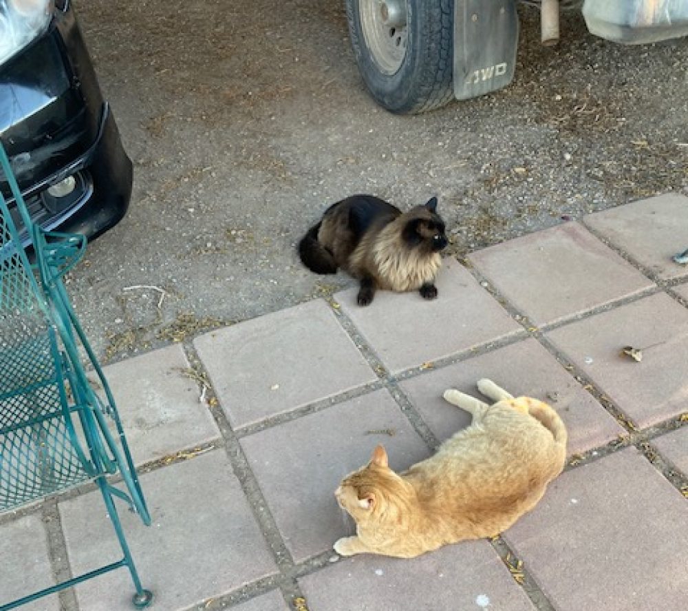 Life on a Colorado Farm