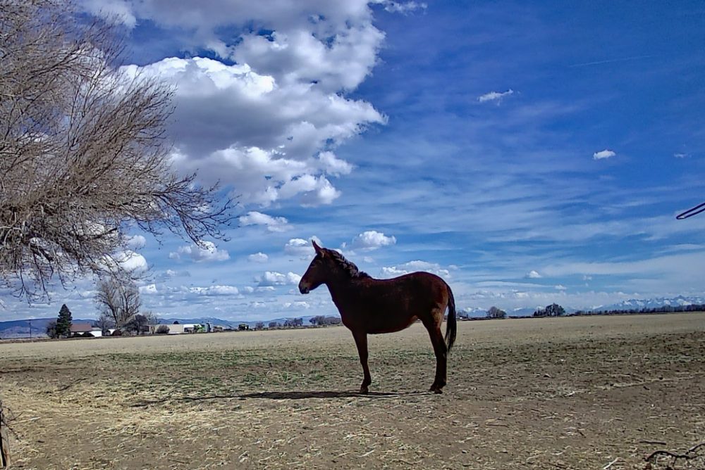 Life on a Colorado Farm