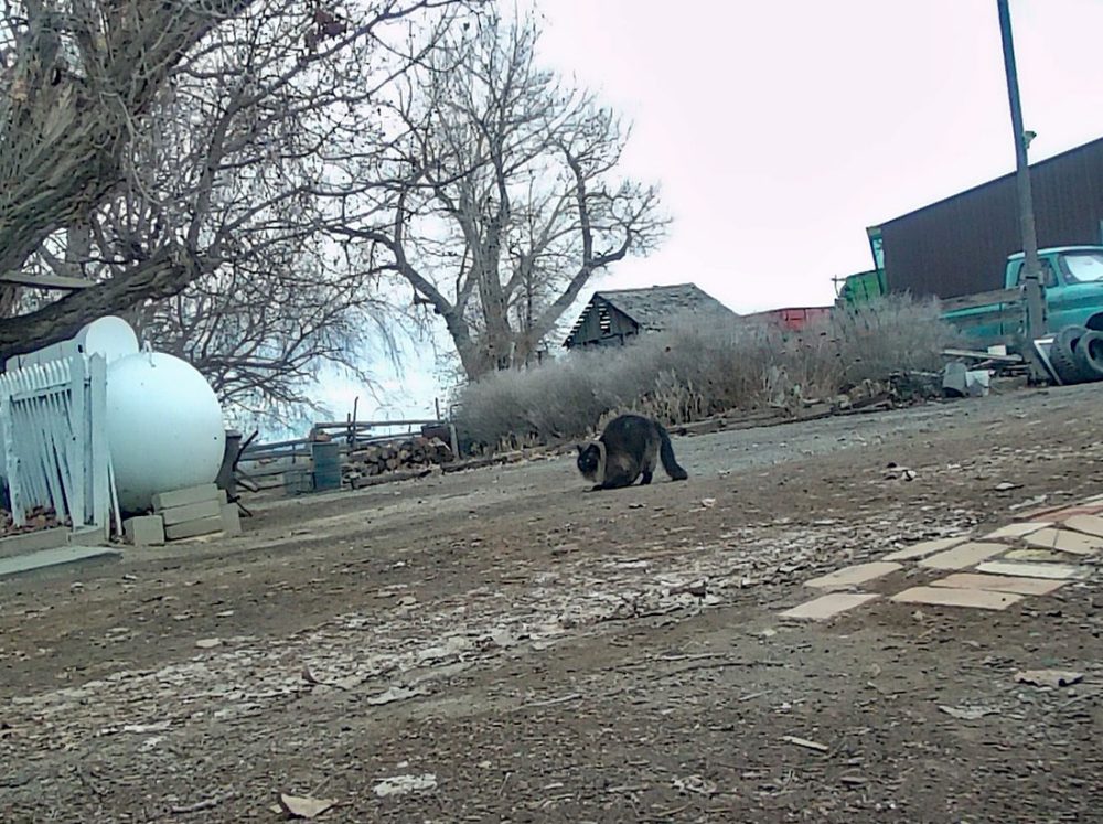 Life on a Colorado Farm