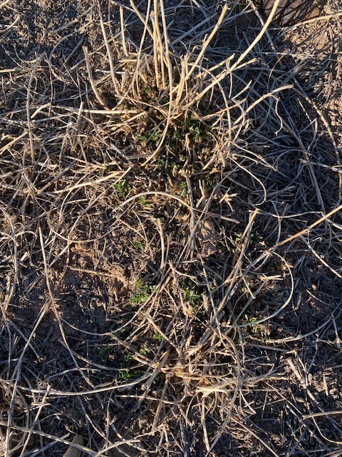 Life on a Colorado Farm