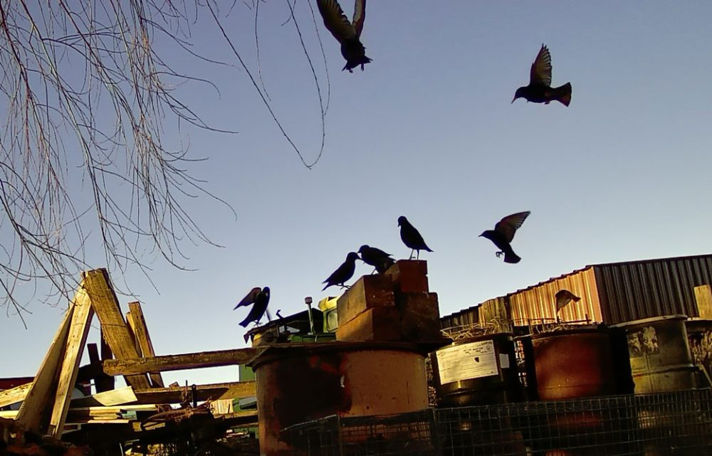 Life on a Colorado Farm