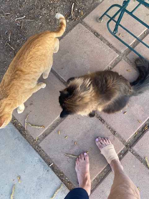 Life on a Colorado Farm