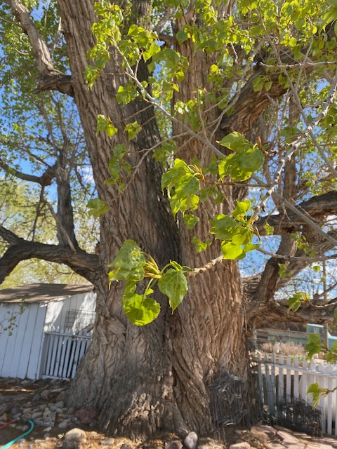 Life on a Colorado Farm