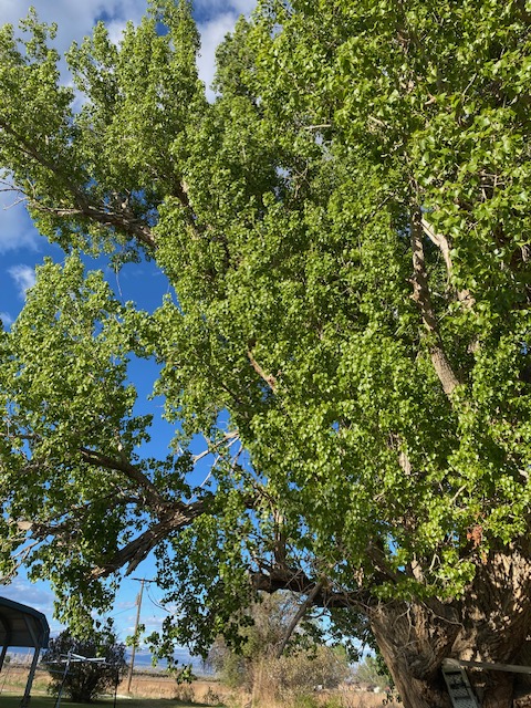 Life on a Colorado Farm