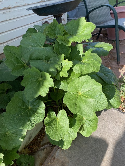 Life on a Colorado Farm