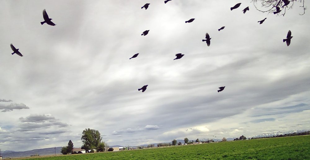 Life on a Colorado Farm