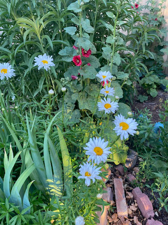 Life on a Colorado Farm