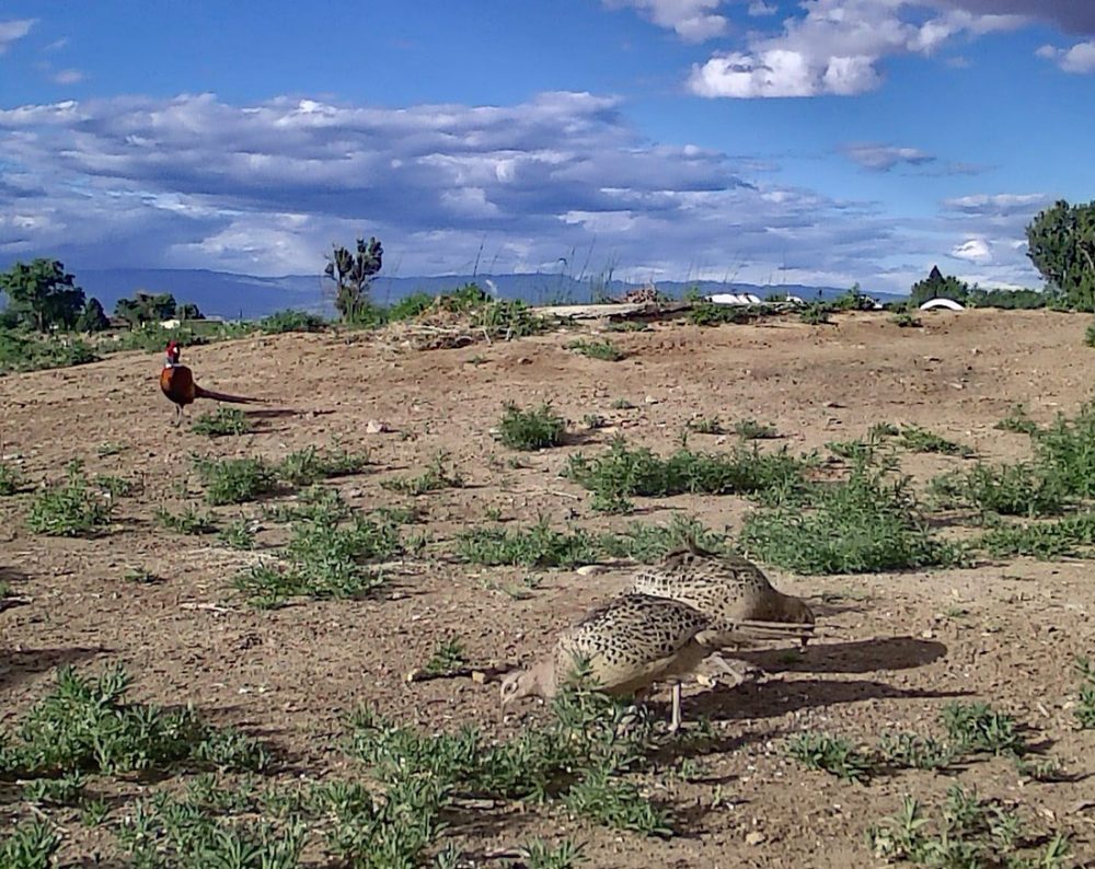 Life on a Colorado Farm
