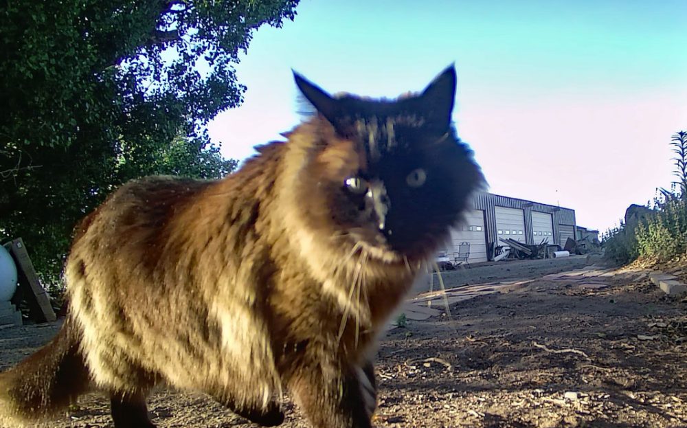 Life on a Colorado Farm