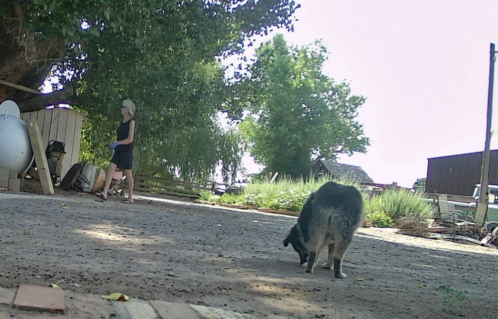 Life on a Colorado Farm
