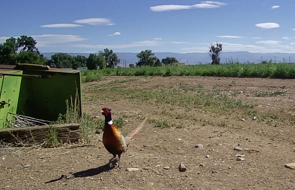 Life on a Colorado Farm