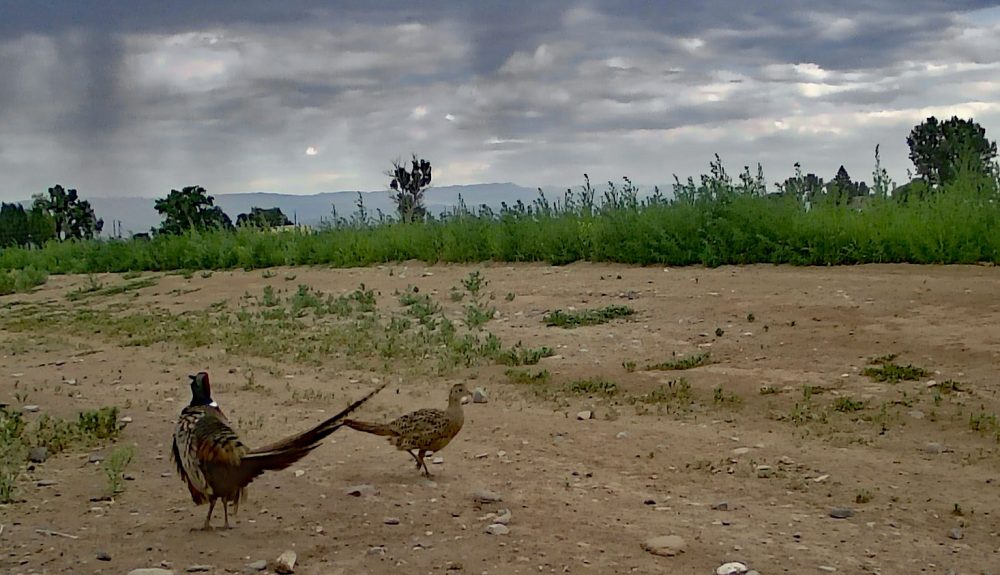 Life on a Colorado Farm