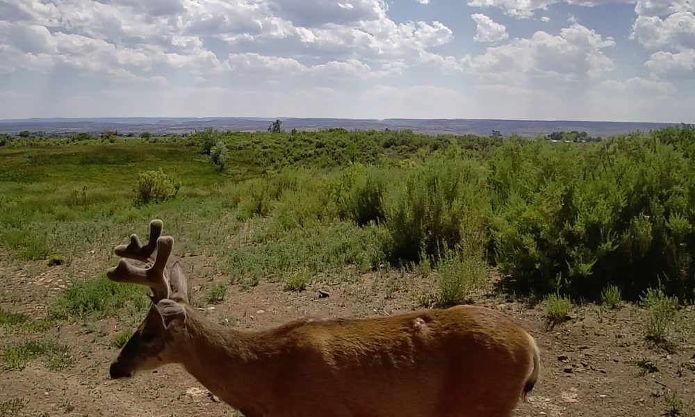 Life on a Colorado Farm