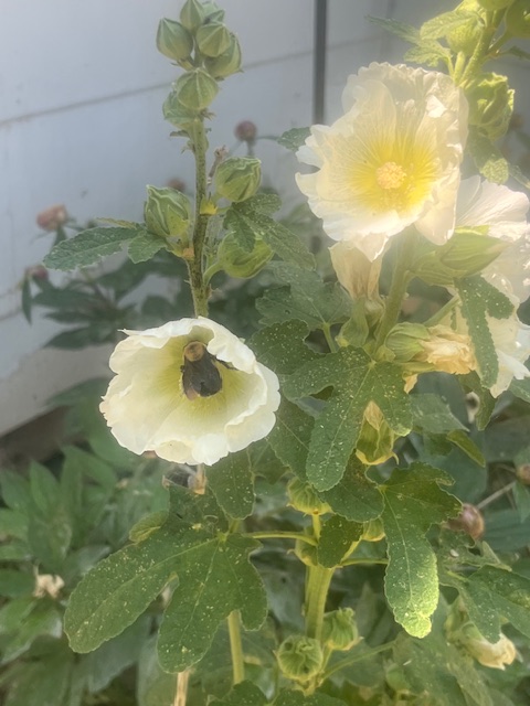 Life on a Colorado Farm