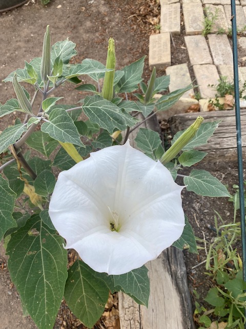 Life on a Colorado Farm