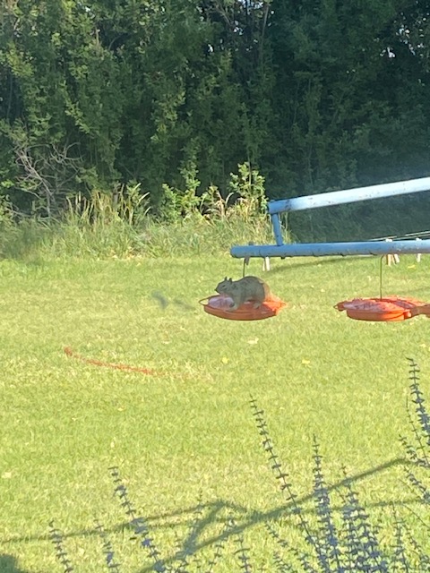 Life on a Colorado Farm