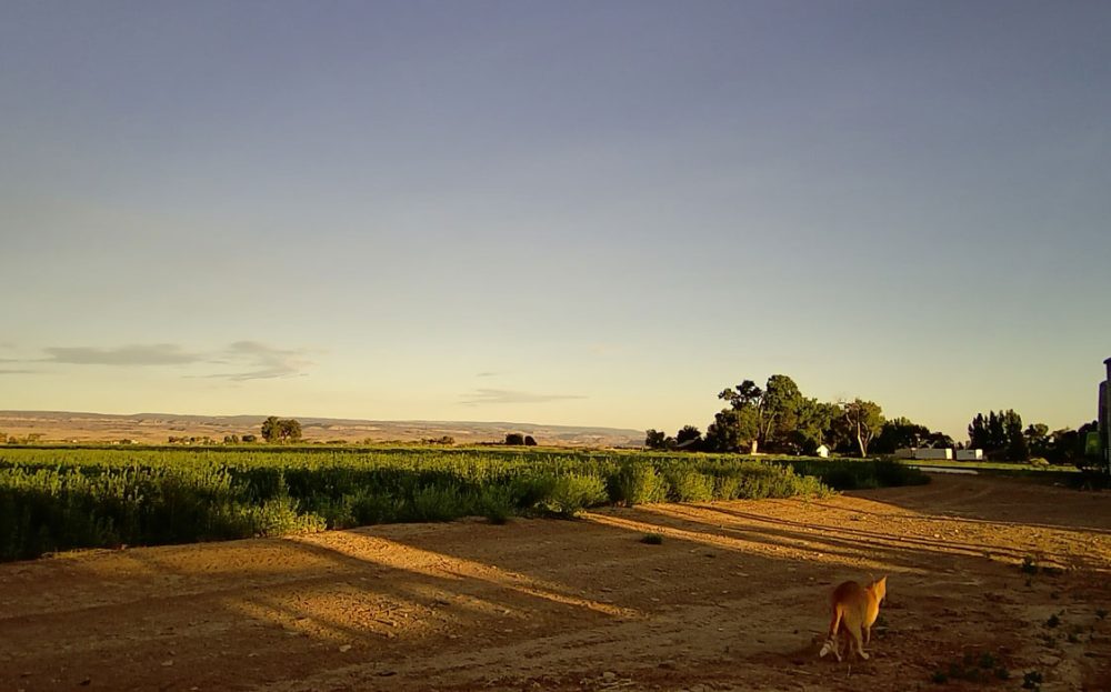 Life on a Colorado Farm