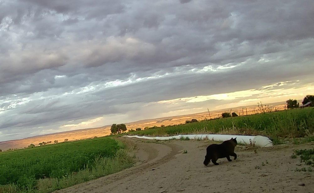Life on a Colorado Farm