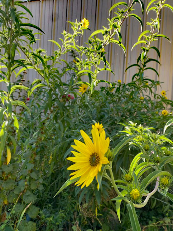 Life on a Colorado Farm